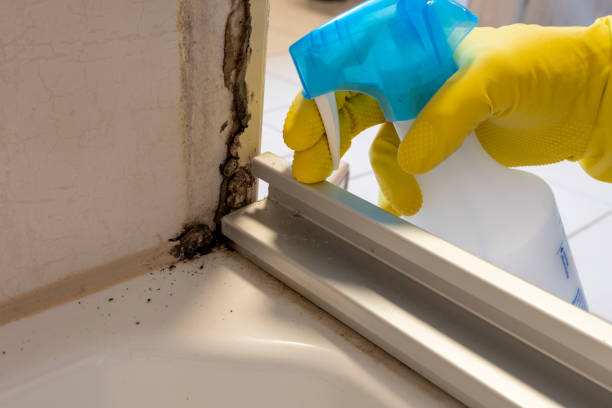 Mold Removal Process in Soledad, CA